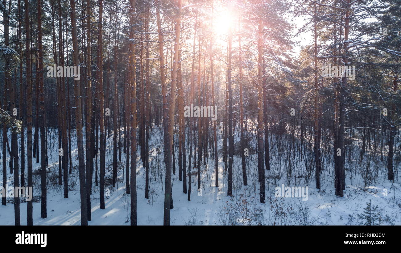 Aerial view of the pine forest in winter Stock Photo - Alamy