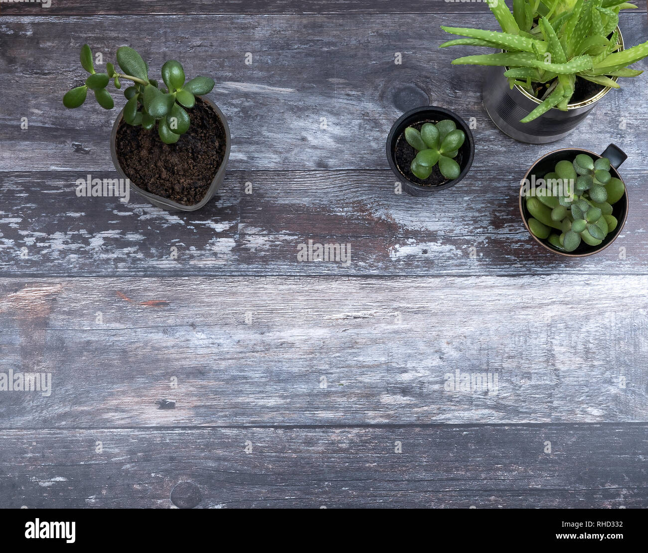 Top view of growing green succulent plants in different alternative hipster plant pots on rustic wood background with copyspace. Stock Photo