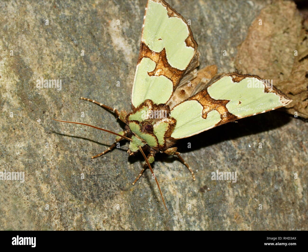 Staurophora celsia is a moth of the family Noctuidae. The species can be found in Central Europe. Stock Photo