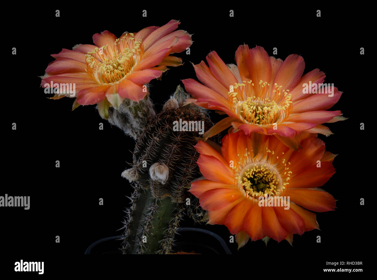 Cactus Lobivia Amblayensis with flower isolated on Black Stock Photo