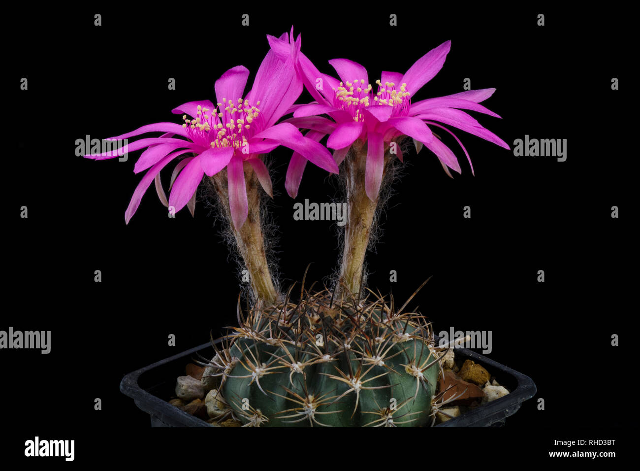 Cactus Lobivia cardenasiana with flower isolated on Black Stock Photo