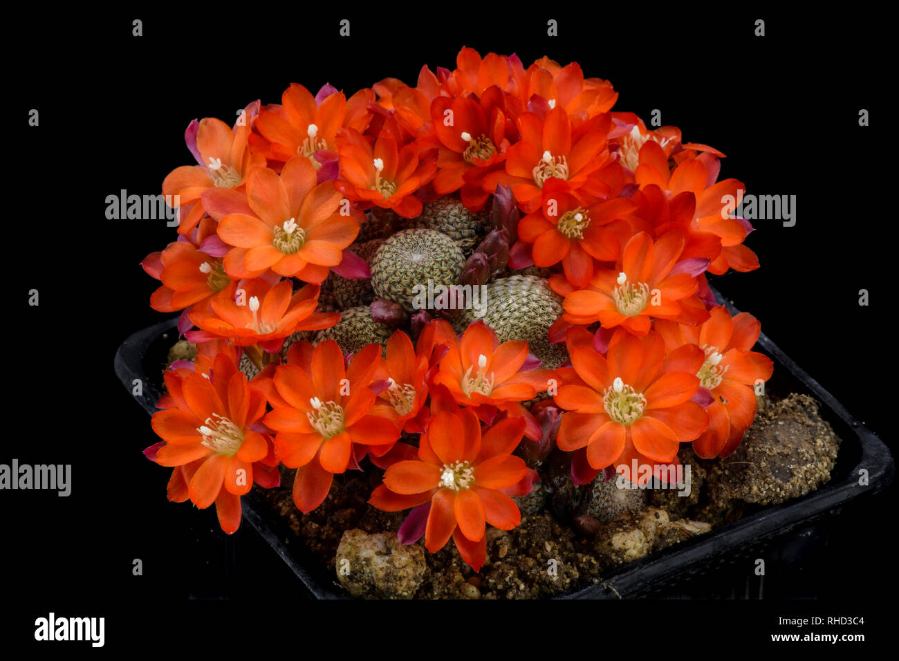 Cactus Rebutia heliosa with flower isolated on Black Stock Photo