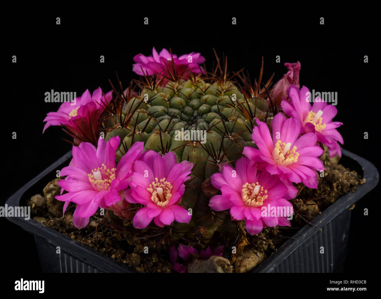 Cactus Sulcorebutia oenantha with flower isolated on Black Stock Photo
