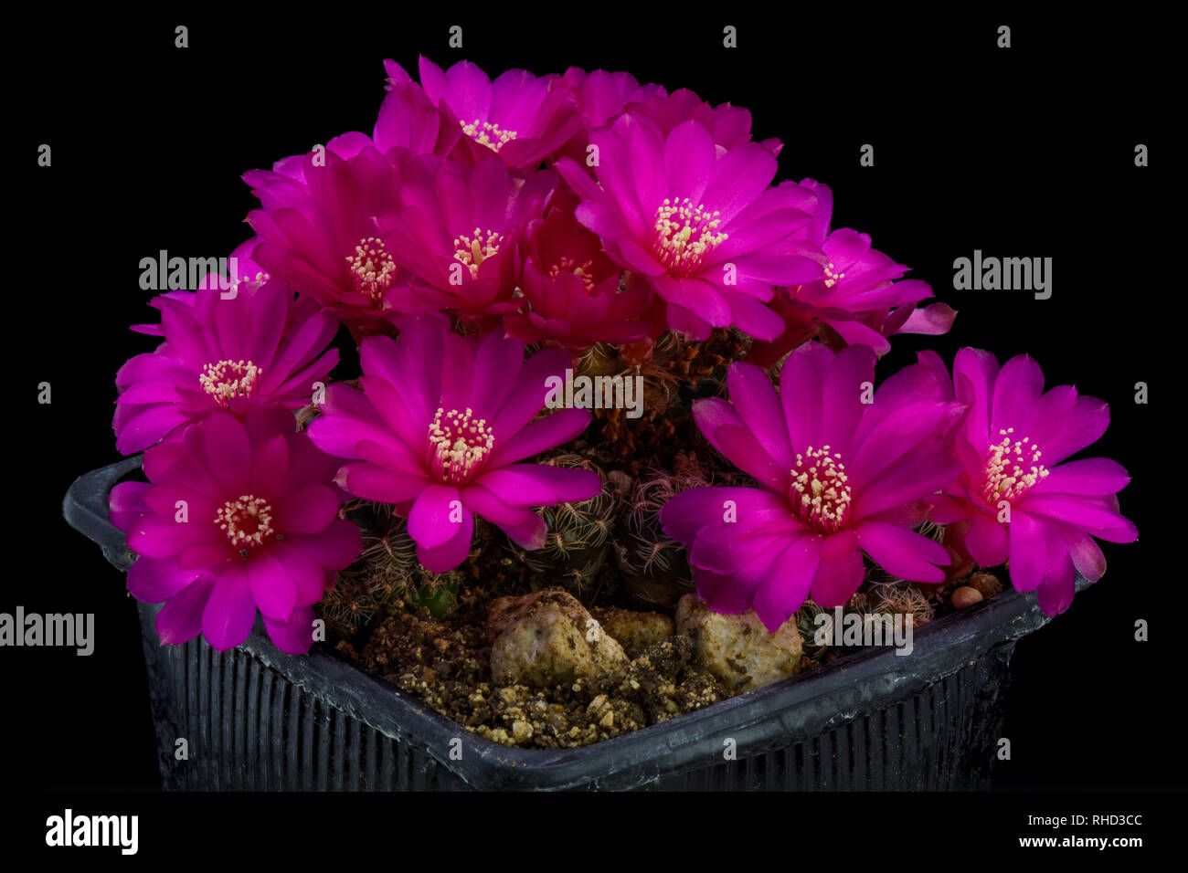 Cactus Sulcorebutia canigueralli with flower isolated on Black Stock Photo