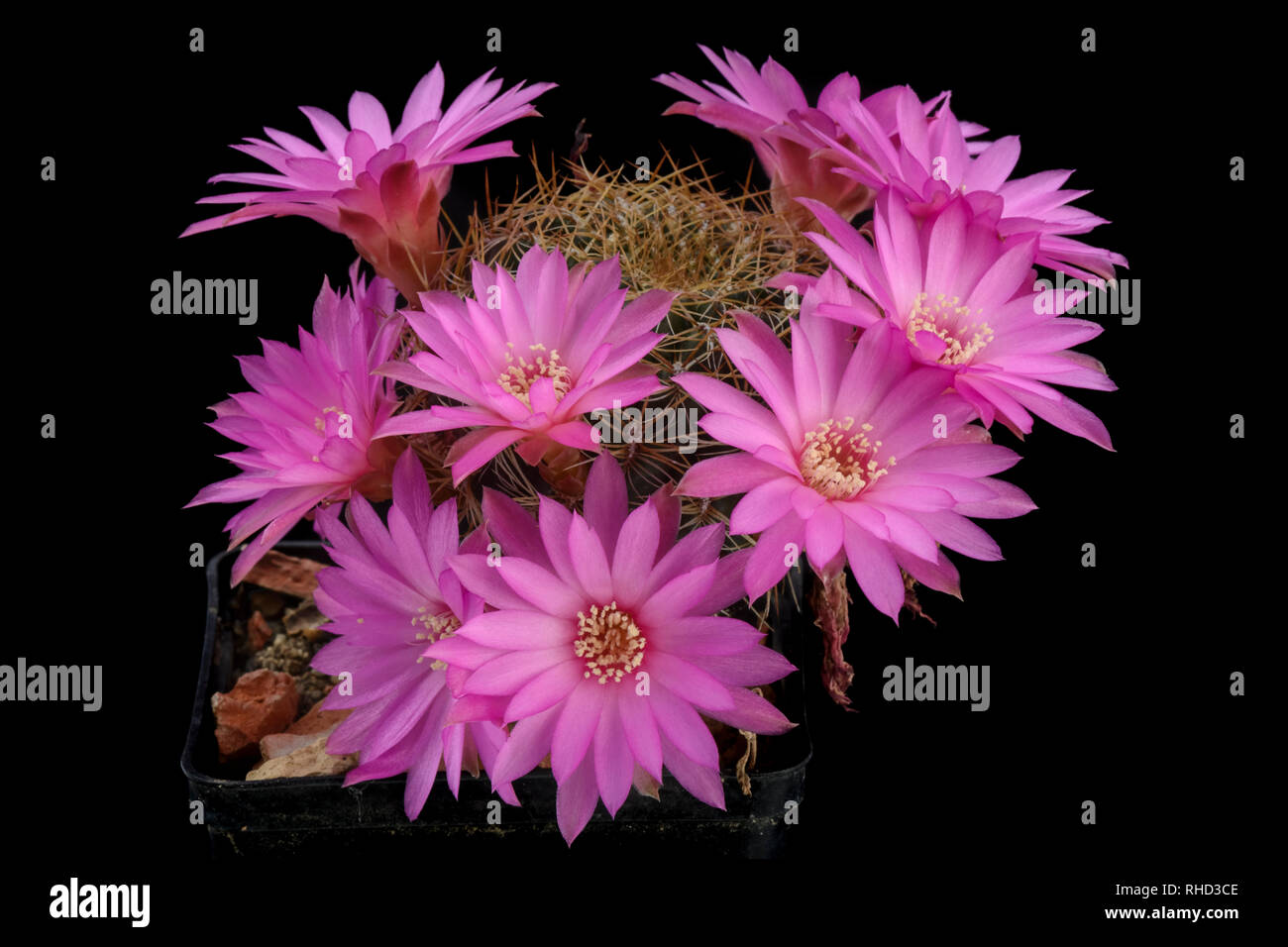 Cactus Sulcorebutia roberto vasquezi with flower isolated on Black Stock Photo