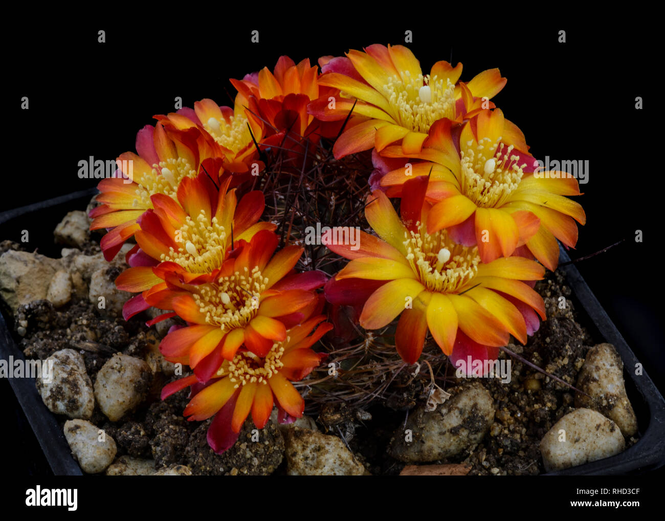 Cactus Sulcorebutia steinbachii v. tiraquensis with flower isolated on Black Stock Photo