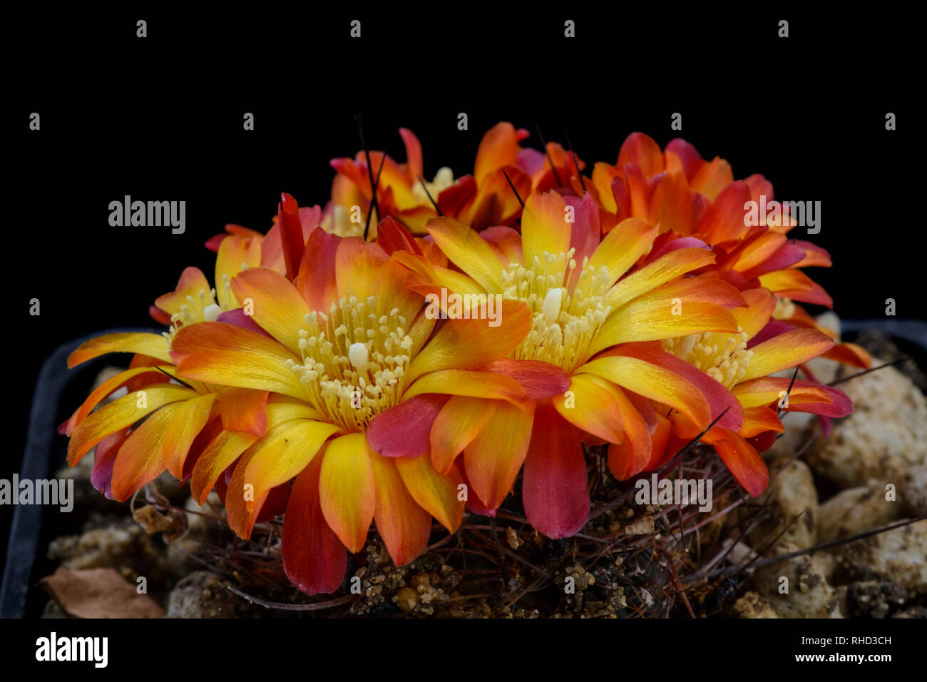 Cactus Sulcorebutia steinbachii v. tiraquensis with flower isolated on Black Stock Photo