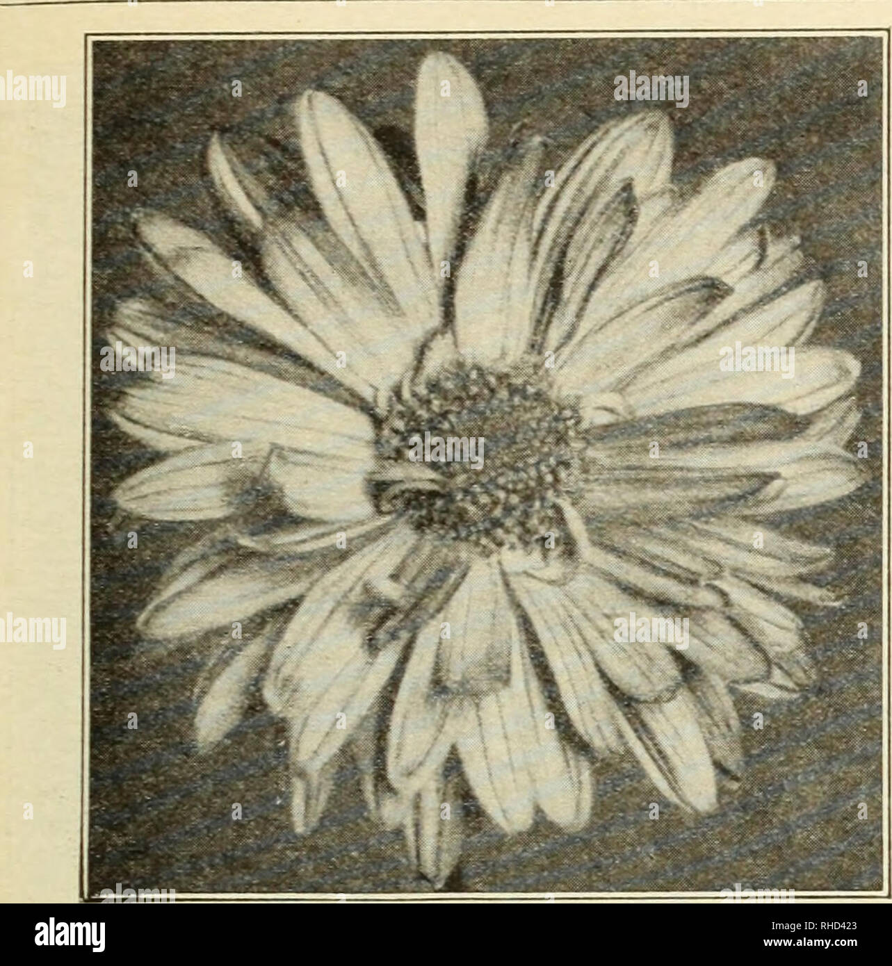 . Bolgiano's capitol city seeds : 1931. Nurseries (Horticulture) Catalogs; Bulbs (Plants) Catalogs; Vegetables Catalogs; Garden tools Catalogs; Seeds Catalogs; Flowers Catalogs; Poultry Equipment and supplies Catalogs. Bolgiano's &quot;Capitol City&quot; Flower Seeds 45. Annual Chrysanthemum CANDYTUFT (PERENNIAL) 818. May and June. Six inches. Evergreen plants covered with pink blooms in spring and parly summer. Excellent for rockeries or borders. Pkt. 10 cts.; V4 oz. 25 cts. CANTERBURY BELLS B. 819. CAMPANULA MEDIUM MIXED. 2 ft. Beautiful bell-like flow- ers of pink, blue and white. Blooms fr Stock Photo