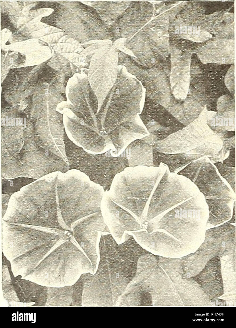 . Bolgiano's capitol city bulbs &amp; seeds : fall 1922. Nurseries (Horticulture) Catalogs; Bulbs (Plants) Catalogs; Seeds Catalogs. ANNUAL CLIMBING VINES. These hardy an- nual climbers are very easy to grow, and it is remark- able how quickly the vines attain a great height. Any of the varieties are suitable for cover- ing unsightly fences, etc. 23. B A L L 0 0 N VINE, or &quot;L0VE= IN=A=PUFF.&quot; A. An attractive climber of quick growth and bears profusely inflated seed capules. Pkt. 5 cts.; % oz. 10 cts.; oz. 25 cts. 4.'^. BALSAM APPLE (Momor= dica Balsamina). Morning- Glory. ^- ^ i'^iPi Stock Photo