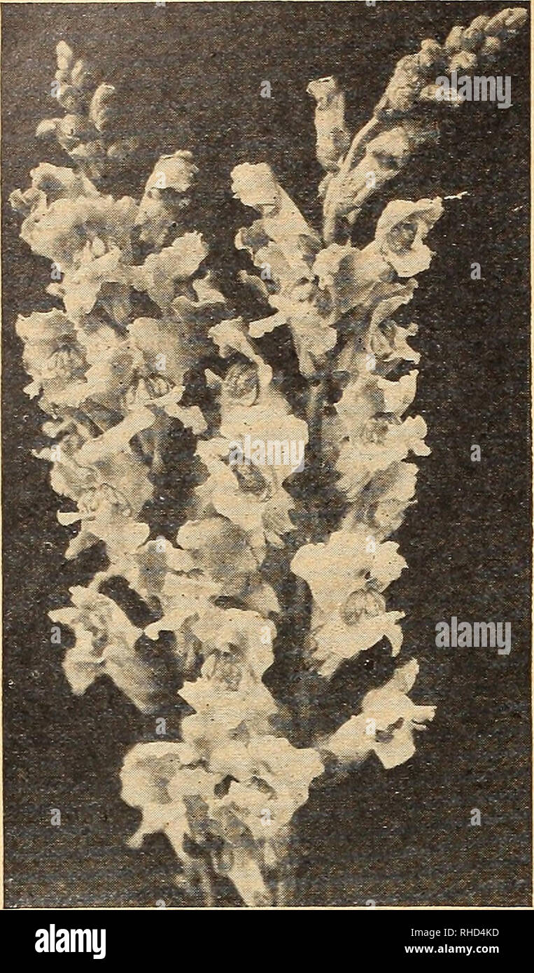 . Bolgiano of Baltimore garden guide 1926. Seeds Maryland Baltimore Catalogs; Vegetables Maryland Baltimore Catalogs; Nurseries (Horticulture) Maryland Baltimore Catalogs; Flowers Seeds Catalogs; Gardening Equipment and supplies Catalogs; Poultry Equipment and supplies Catalogs. 44 The J. Bolgiano Seed Company, Baltimore, Md.. Antirrhinum (Snapdragon) AMPELOPSIS QUINQUEFOLIA (Virginia Creeper) - A very valuable climber of vigorous growth leaves divided usualb^ into five&quot; leaflets coarsely toothed, coloring bright scarlet in Autumn. Pkt. 10c. 120. ANCHUSA ITALICA (Dropmore Variety) A hardy Stock Photo