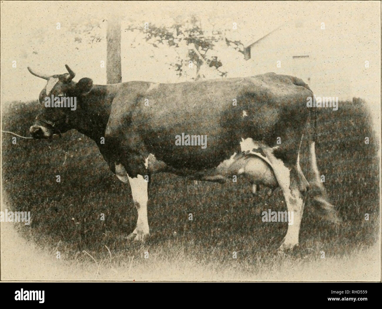 . The book of live stock champions. Livestock. HEREFORD YEARLING BULL—PATROLMAN, 2d. First-prize win- ner in class at Texas State Fair and San Antonio, 1902; also winner of other premiums. A fine representative of Herefords in Texas. W. S. &amp; J. B. Ikard, Henrietta, Texas.. GUERNSEY COW—PRIMROSE TRICKSEY, 7,236. Official record for a year, 9,277 pounds of milk. Average per cent, fat, 8.66. Butter, 592.6 pounds. Ov/ned by George C. Hill &amp; Son, of Rosendale, Wis. One of the high productive and beautiful Guernseys.. Please note that these images are extracted from scanned page images that  Stock Photo