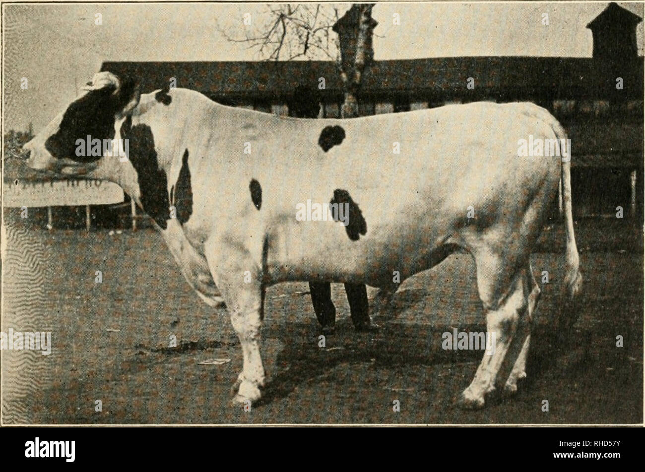 Holstein Steer High Resolution Stock Photography And Images Alamy