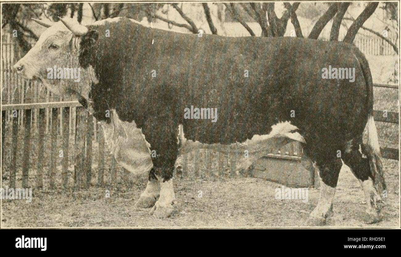 . The book of live stock champions. Livestock. THE BOOK OF LIVE STOCK CHAMPIONS. 21. HEREFORD BULL—POLSON, 49,230. Owned by Lee Bros., of San Angelo, Tex. Sweepstakes bull at Texas State Fair several years in suc- cession and one of the great Missouri Hereford bulls which was successfully acclimated in Texas.. Please note that these images are extracted from scanned page images that may have been digitally enhanced for readability - coloration and appearance of these illustrations may not perfectly resemble the original work.. Hale, Philip H[enry] [from old catalog]. St. Louis, Mo. , P. H. Hal Stock Photo