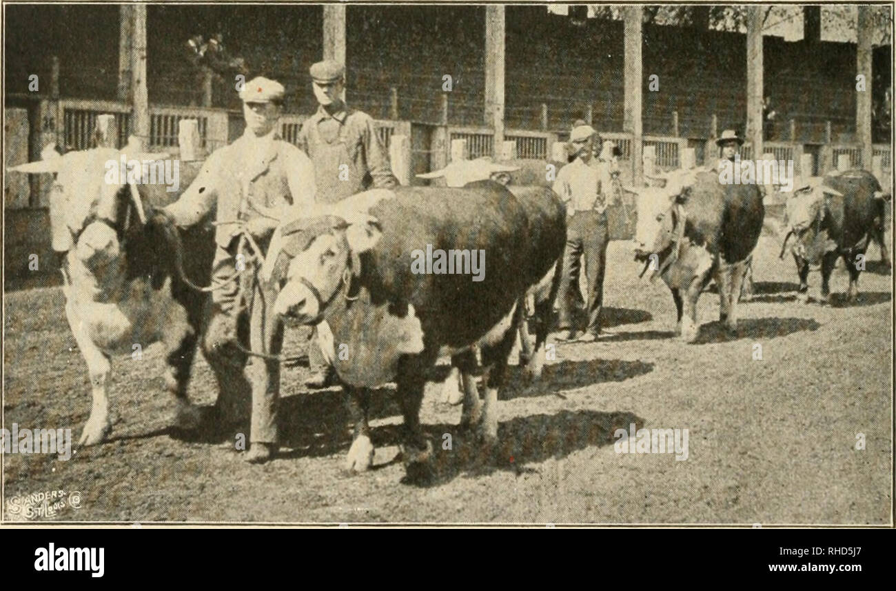 . The book of live stock champions. Livestock. HEREFORD STEER—THE WOODS ...