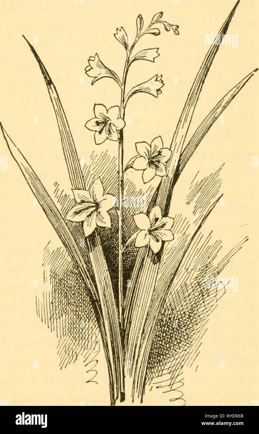 . The book of hardy flowers; a simple and complete descriptive guide to the cultivation in gardens of the trees and shrubs, perennial and annual flowers, that are hardy, or are suitable for planting out-of-doors in summer in temperate countries. Floriculture. TRITON IA 445 Brodiaea, and botanists regard Triteleia as a synonym of the former. Those still sometimes known as Triteleia are : aurea, 4 inches, yellow, April, North America ; laxa, 12 to 15 inches, blue, July, California ; and uniflora (Spring Star Flower), 3 to 6 inches, white, spring, Buenos Ayres. They must be planted in well-draine Stock Photo