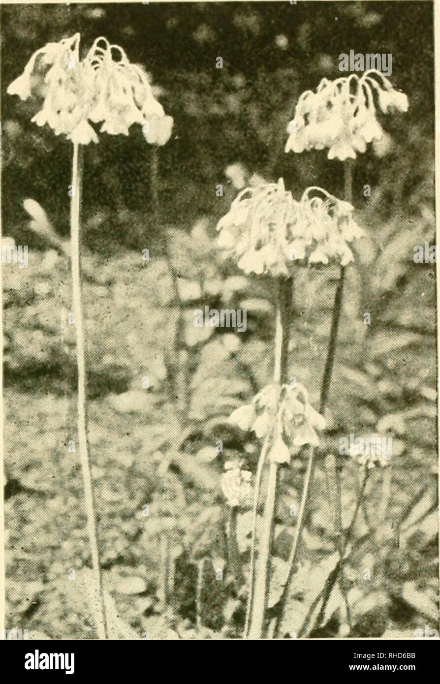 . The book of hardy flowers; a simple and complete descriptive guide to the cultivation in gardens of the trees and shrubs, perennial and annual flowers, that are hardy, or are suitable for planting out-of-doors in summer in temperate countries. Floriculture. A ROCKERY GROUP OF PRIMULA FRONDOSA THE SIKKIM PRIMROSE (PRIMULA SIKKIMENSIS). Please note that these images are extracted from scanned page images that may have been digitally enhanced for readability - coloration and appearance of these illustrations may not perfectly resemble the original work.. Thomas, H. H. (Harry Higgott) ed. New Yo Stock Photo
