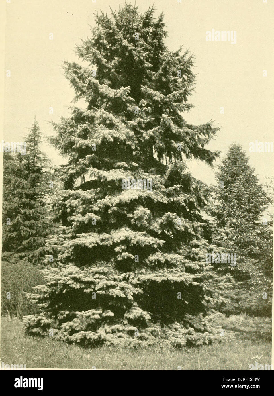 . The book of hardy flowers; a simple and complete descriptive guide to the cultivation in gardens of the trees and shrubs, perennial and annual flowers, that are hardy, or are suitable for planting out-of-doors in summer in temperate countries. Floriculture. A HANDSOME SPRUCE FIR (PICEA PUNGENS GLAUCA). Please note that these images are extracted from scanned page images that may have been digitally enhanced for readability - coloration and appearance of these illustrations may not perfectly resemble the original work.. Thomas, H. H. (Harry Higgott) ed. New York, Funk &amp; Wagnalls company;  Stock Photo