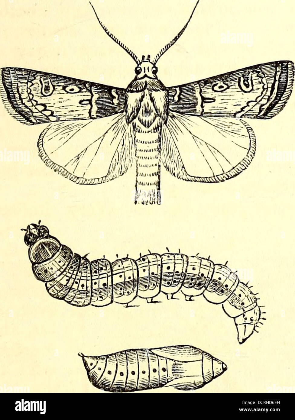 Caterpillars heart hires stock photography and images Alamy
