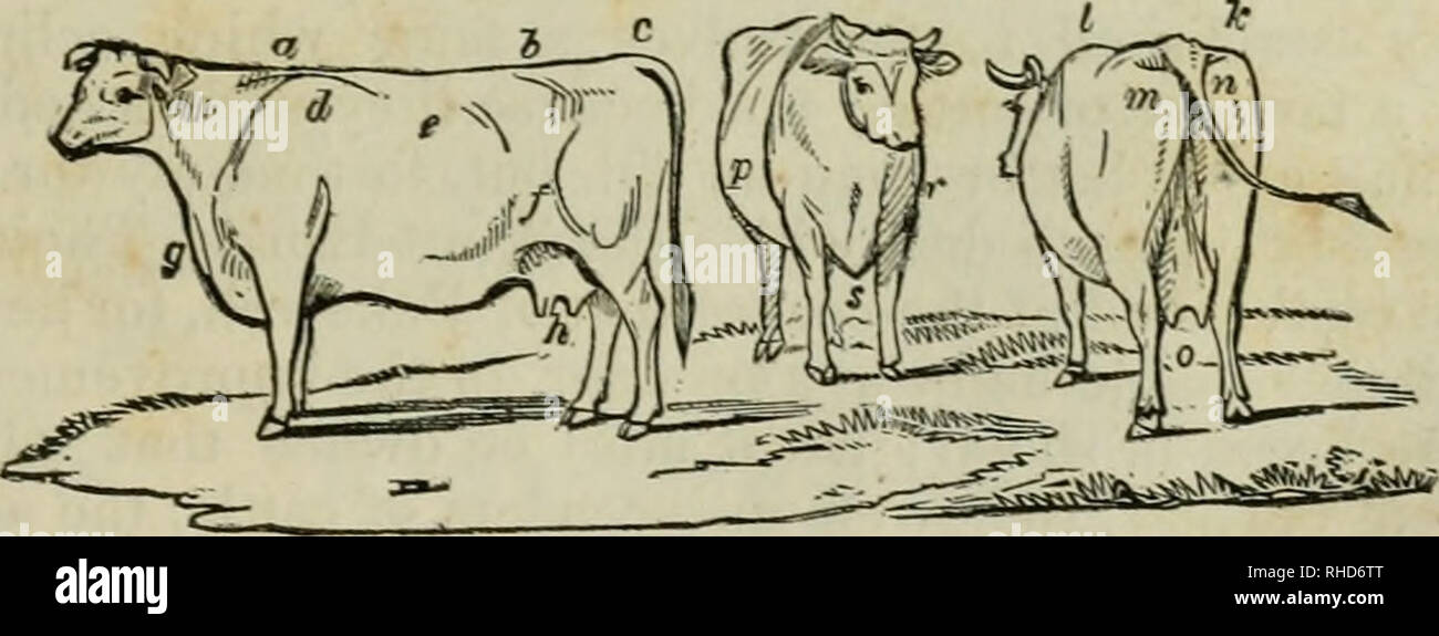 . The book of the farm : detailing the labors of the farmer, steward, plowman, hedger, cattle-man, shepherd, field-worker, and dairymaid. Agriculture. THE SHORT-HORN BULL. shoulder-point in front oi f, past g, to the margin of the round above d. His fore-arm h was very strong; neck-vein full ; and the crest of his neck a fine and not lumpy, as is too often the case in bulls ; his hooks and back were remai'kably straight and broad, measuring across the hook-bones at h 36 in- ches ; the rump between h and c was full and round, and the tail- head c was remarkably level and fine, showing no undue  Stock Photo