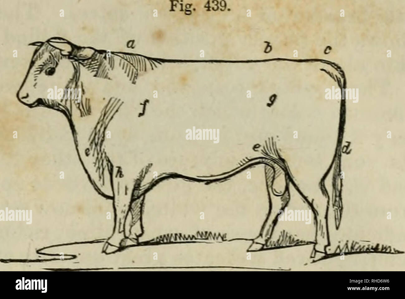 . The book of the farm : detailing the labors of the farmer, steward, plowman, hedger, cattle-man, shepherd, field-worker, and dairymaid. Agriculture. THE POINTS OF CATTLE. 443. THE SHORT-HORN BULL. shoulder-point in front oi f, past g, to the margin of the round above d. His fore-arm h was very strong; neck-vein full ; and the crest of his neck a fine and not lumpy, as is too often the case in bulls ; his hooks and back were remai'kably straight and broad, measuring across the hook-bones at h 36 in- ches ; the rump between h and c was full and round, and the tail- head c was remarkably level  Stock Photo