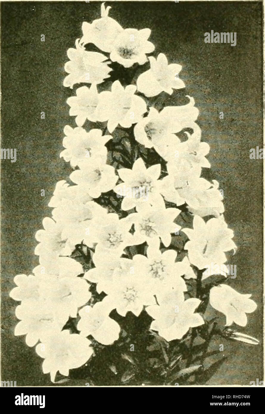 . The book of hardy flowers; a simple and complete descriptive guide to the cultivation in gardens of the trees and shrubs, perennial and annual flowers, that are hardy, or are suitable for planting out-of-doors in summer in temperate countries. Floriculture. DOUBLE WHITE FEVERFEW CANTERBURY BELL (CAMPANULA (CHRYSANTHEMUM PARTHENIUM) MEDIUM). Please note that these images are extracted from scanned page images that may have been digitally enhanced for readability - coloration and appearance of these illustrations may not perfectly resemble the original work.. Thomas, H. H. (Harry Higgott) ed.  Stock Photo