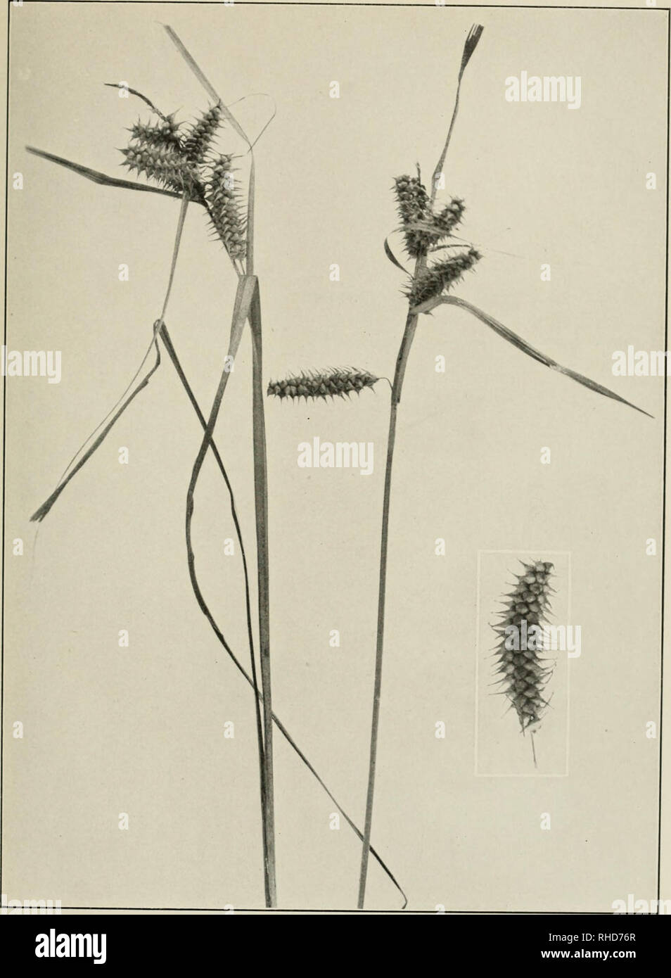 . The book of grasses; an illustrated guide to the common grasses, and the most common of the rushes and sedges. . CAREX RETROSA. Three quarters natural size. Spike natural size. Please note that these images are extracted from scanned page images that may have been digitally enhanced for readability - coloration and appearance of these illustrations may not perfectly resemble the original work.. Baker, Mary Francis, 1876-1941. Garden City, N. Y. , Doubleday, Page Stock Photo