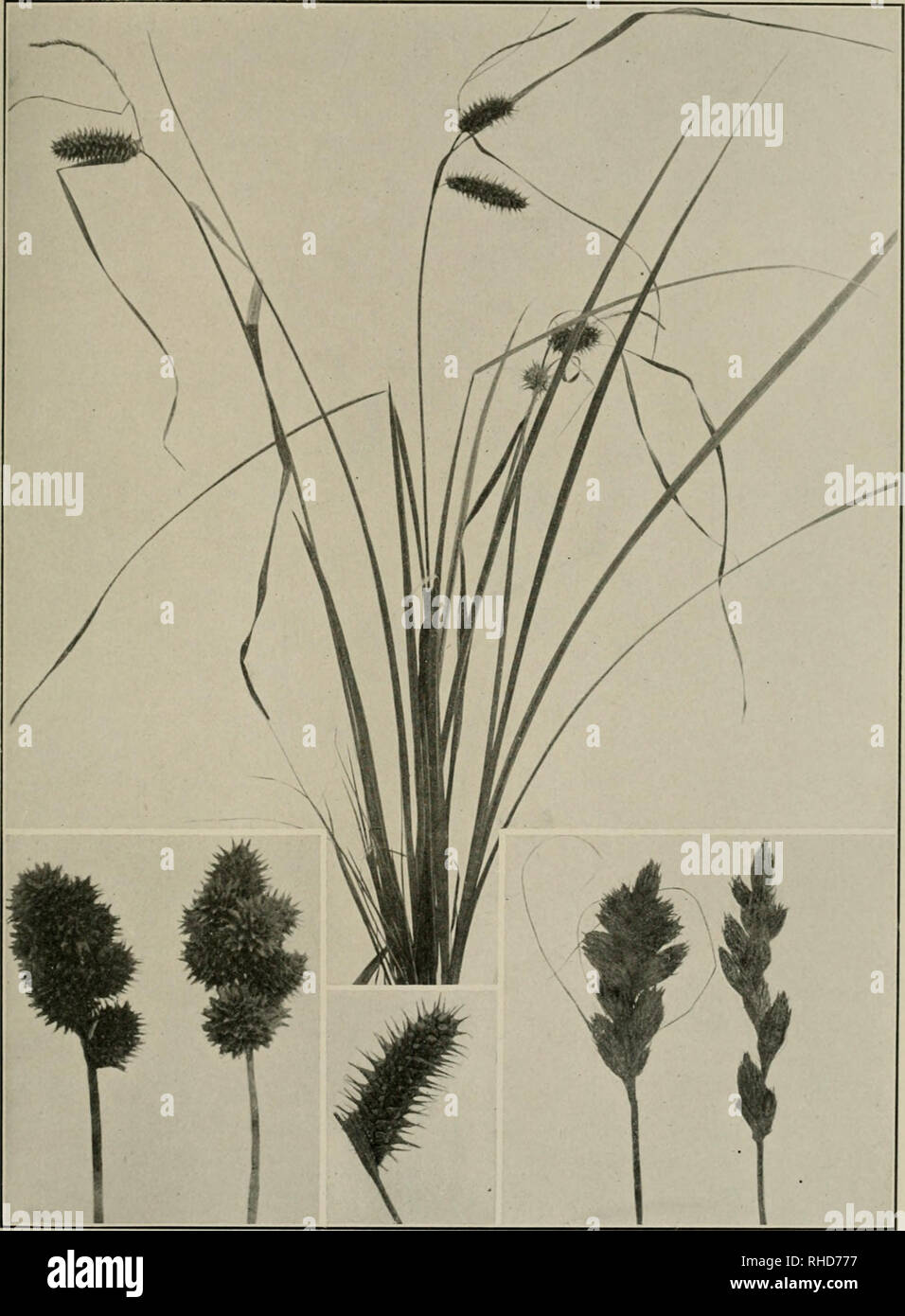 . The book of grasses; an illustrated guide to the common grasses, and the most common of the rushes and sedges. . CAREX CRISTATA. Natural size CAREX LURIDA. One half natural size CAREX LURIDA Spike natural size CAREX MIRABILIS. Natural size. Please note that these images are extracted from scanned page images that may have been digitally enhanced for readability - coloration and appearance of these illustrations may not perfectly resemble the original work.. Baker, Mary Francis, 1876-1941. Garden City, N. Y. , Doubleday, Page Stock Photo