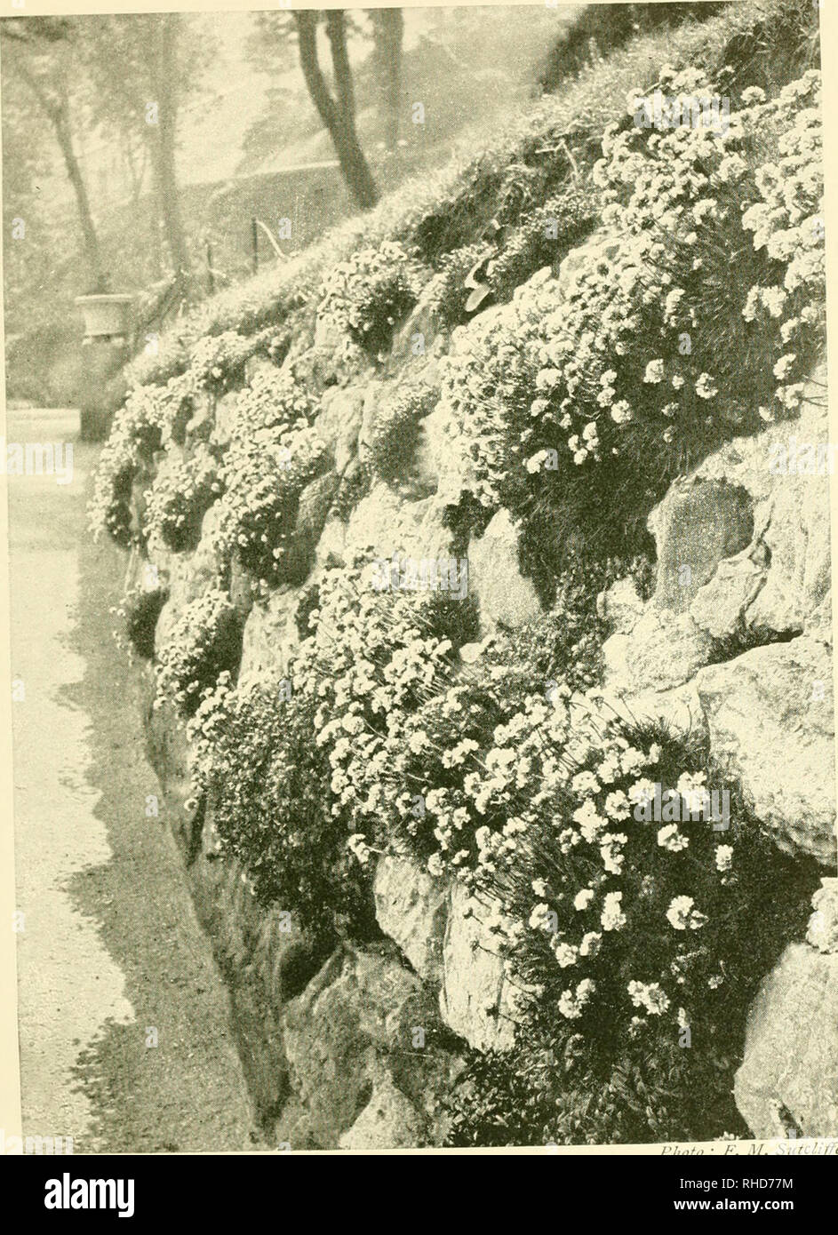 . The book of hardy flowers; a simple and complete descriptive guide to the cultivation in gardens of the trees and shrubs, perennial and annual flowers, that are hardy, or are suitable for planting out-of-doors in summer in temperate countries. Floriculture. l-hoto: F. M. ^i.h^u/c A ROCKY BANK PLANTED WITH SEA PINK OR THRIFT (ARMERIA VULGARIS). Please note that these images are extracted from scanned page images that may have been digitally enhanced for readability - coloration and appearance of these illustrations may not perfectly resemble the original work.. Thomas, H. H. (Harry Higgott) e Stock Photo