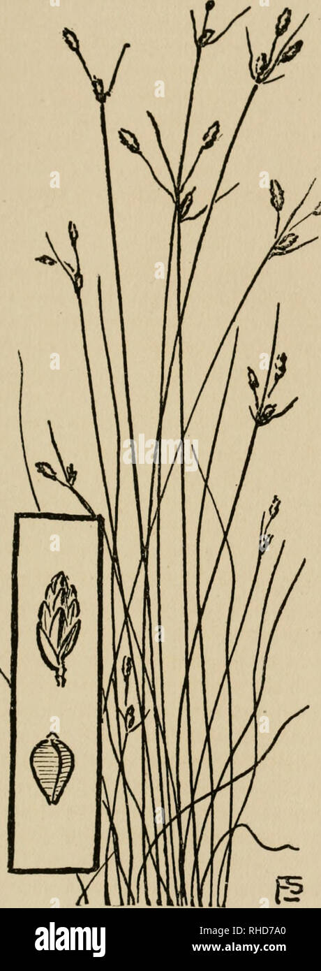 . The book of grasses; an illustrated guide to the common grasses, and the most common of the rushes and sedges. . f 15 Sand-mat Stenophyllus capillaris Slender Fimbristylis Fimbristylis Frankii 279. Please note that these images are extracted from scanned page images that may have been digitally enhanced for readability - coloration and appearance of these illustrations may not perfectly resemble the original work.. Baker, Mary Francis, 1876-1941. Garden City, N. Y. , Doubleday, Page Stock Photo