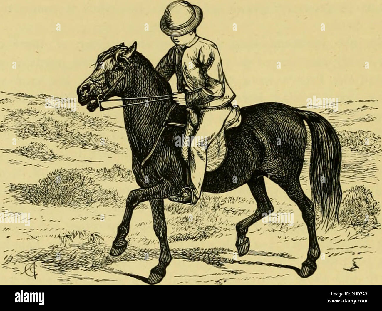 equestrian saddle panniers