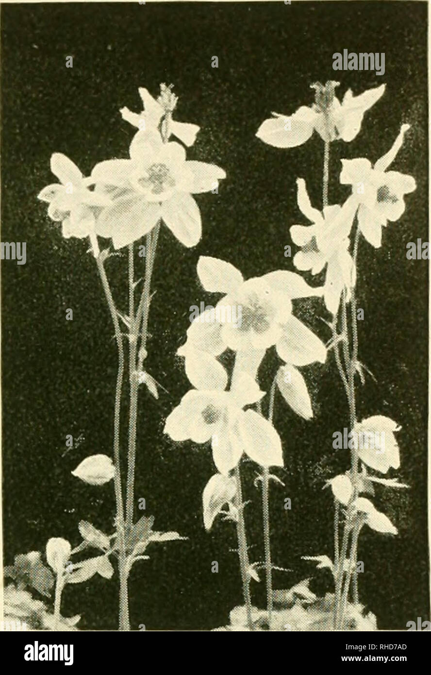 . The book of hardy flowers; a simple and complete descriptive guide to the cultivation in gardens of the trees and shrubs, perennial and annual flowers, that are hardy, or are suitable for planting out-of-doors in summer in temperate countries. Floriculture. THE BELLADONNA LILY (AMARYLLIS BELLADONNA) BLUE AND WHITE COLUMBINE (AQUILEGIA GLANDULOSA). Please note that these images are extracted from scanned page images that may have been digitally enhanced for readability - coloration and appearance of these illustrations may not perfectly resemble the original work.. Thomas, H. H. (Harry Higgot Stock Photo