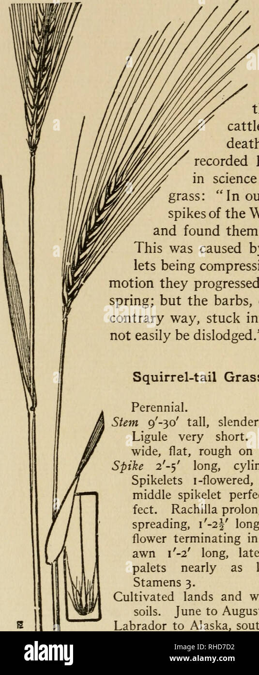 . The book of grasses; an illustrated guide to the common grasses, and the most common of the rushes and sedges. The Book of Grasses places. It is a tufted annual, bearing looser sheaths, narrower, more compressed spikes, and larger spikelets than does the Squirrel-tail Grass, but its presence renders hay fully as valueless since the sharp awns, like those of the more com- mon species, penetrate the flesh of sheep and cattle, and occasionally cause death. An English botanist recorded his earlier achievements in science when he wrote of this grass: &quot; In our youth we put inverted spikes of  Stock Photo