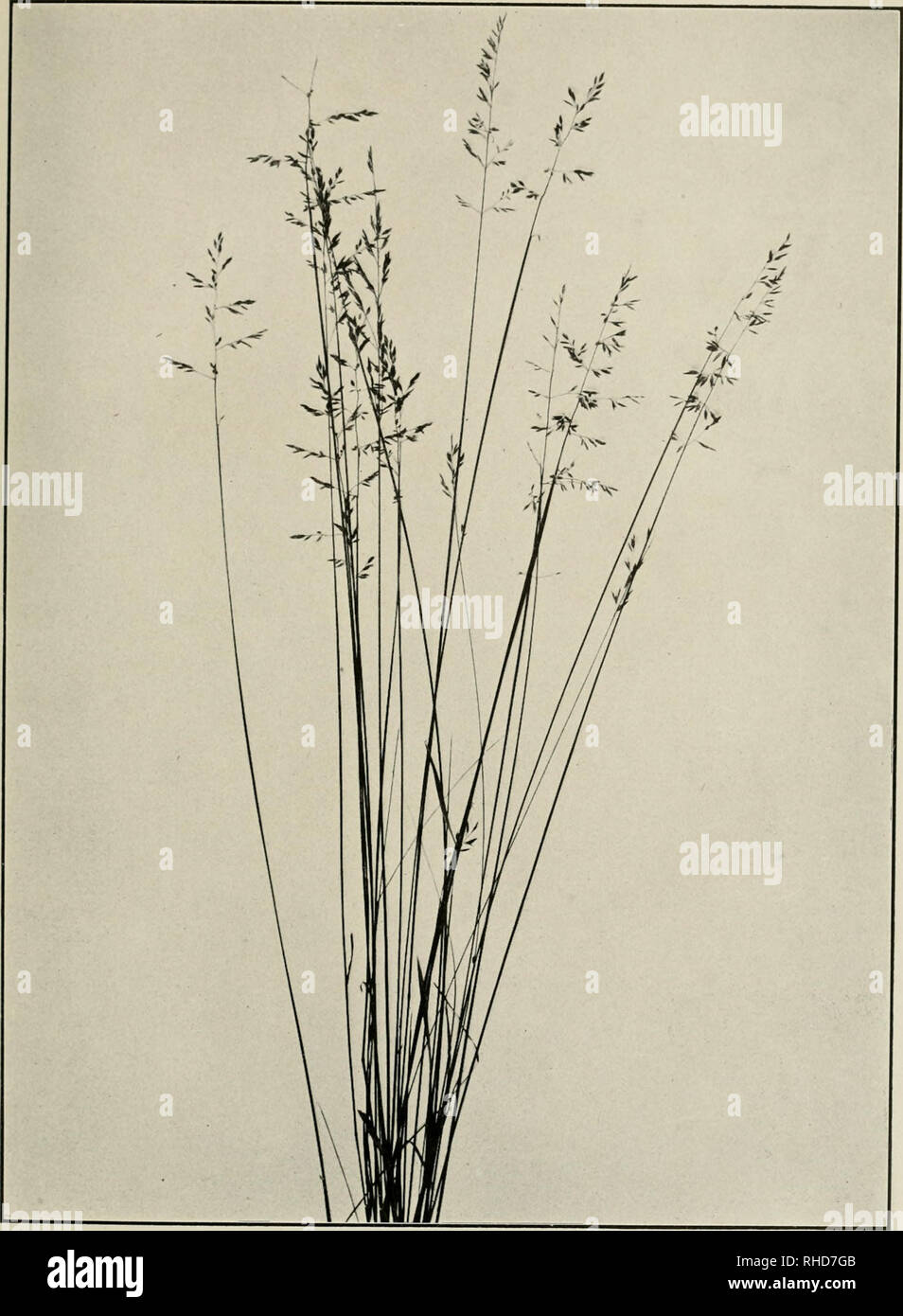 . The book of grasses; an illustrated guide to the common grasses, and the most common of the rushes and sedges. . CANADA BLUE-GRASS {Poa compressa). One half natural size. Please note that these images are extracted from scanned page images that may have been digitally enhanced for readability - coloration and appearance of these illustrations may not perfectly resemble the original work.. Baker, Mary Francis, 1876-1941. Garden City, N. Y. , Doubleday, Page Stock Photo