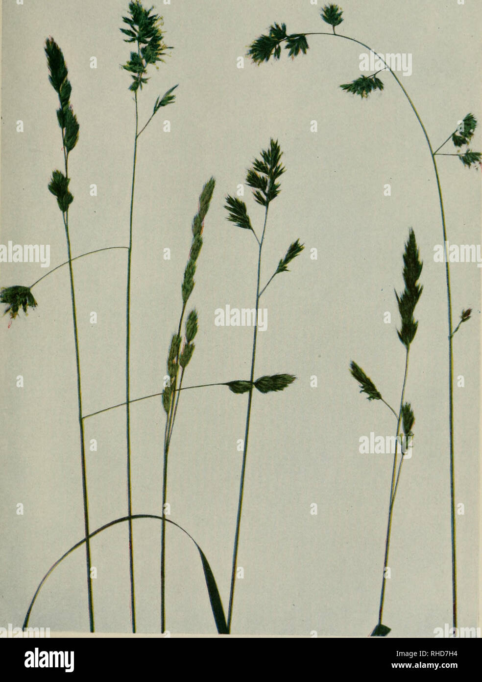 . The book of grasses; an illustrated guide to the common grasses, and the most common of the rushes and sedges. . ORCHARD GRASS {Dactylis glomerata) Three quarters natural size. Please note that these images are extracted from scanned page images that may have been digitally enhanced for readability - coloration and appearance of these illustrations may not perfectly resemble the original work.. Baker, Mary Francis, 1876-1941. Garden City, N. Y. , Doubleday, Page Stock Photo