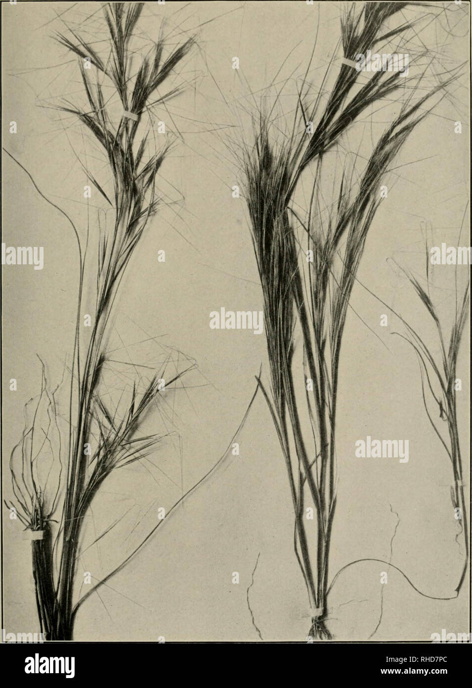 . The book of grasses; an illustrated guide to the common grasses, and the most common of the rushes and sedges. . SEA-BEACH ARISTIDA [Aristida tuberculosa). Connecticut specimen. Please note that these images are extracted from scanned page images that may have been digitally enhanced for readability - coloration and appearance of these illustrations may not perfectly resemble the original work.. Baker, Mary Francis, 1876-1941. Garden City, N. Y. , Doubleday, Page Stock Photo
