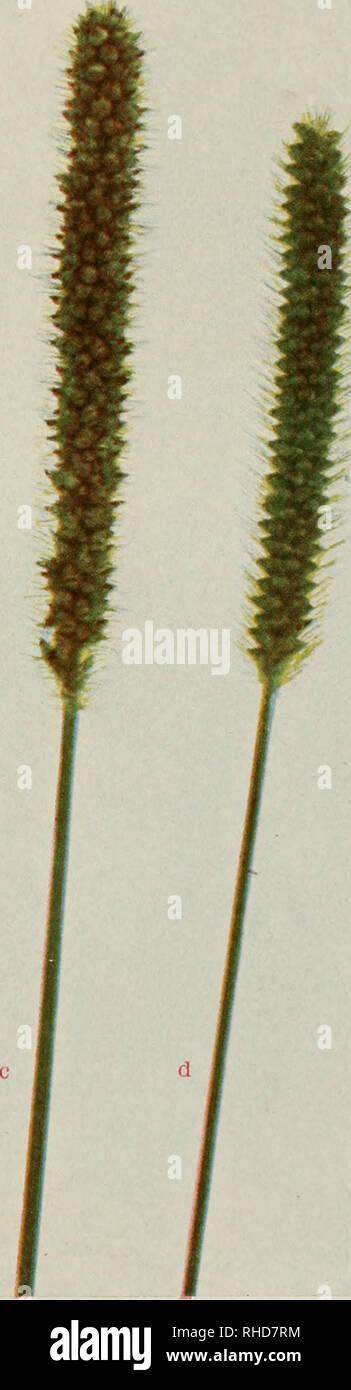 . The book of grasses; an illustrated guide to the common grasses, and the most common of the rushes and sedges. . Selaria italica Setaria viridis FOXTAIL GRASSES, ALL NATURAL SIZE Selaria glauca infested by smut Setaria glauca normal spike. Please note that these images are extracted from scanned page images that may have been digitally enhanced for readability - coloration and appearance of these illustrations may not perfectly resemble the original work.. Baker, Mary Francis, 1876-1941. Garden City, N. Y. , Doubleday, Page Stock Photo