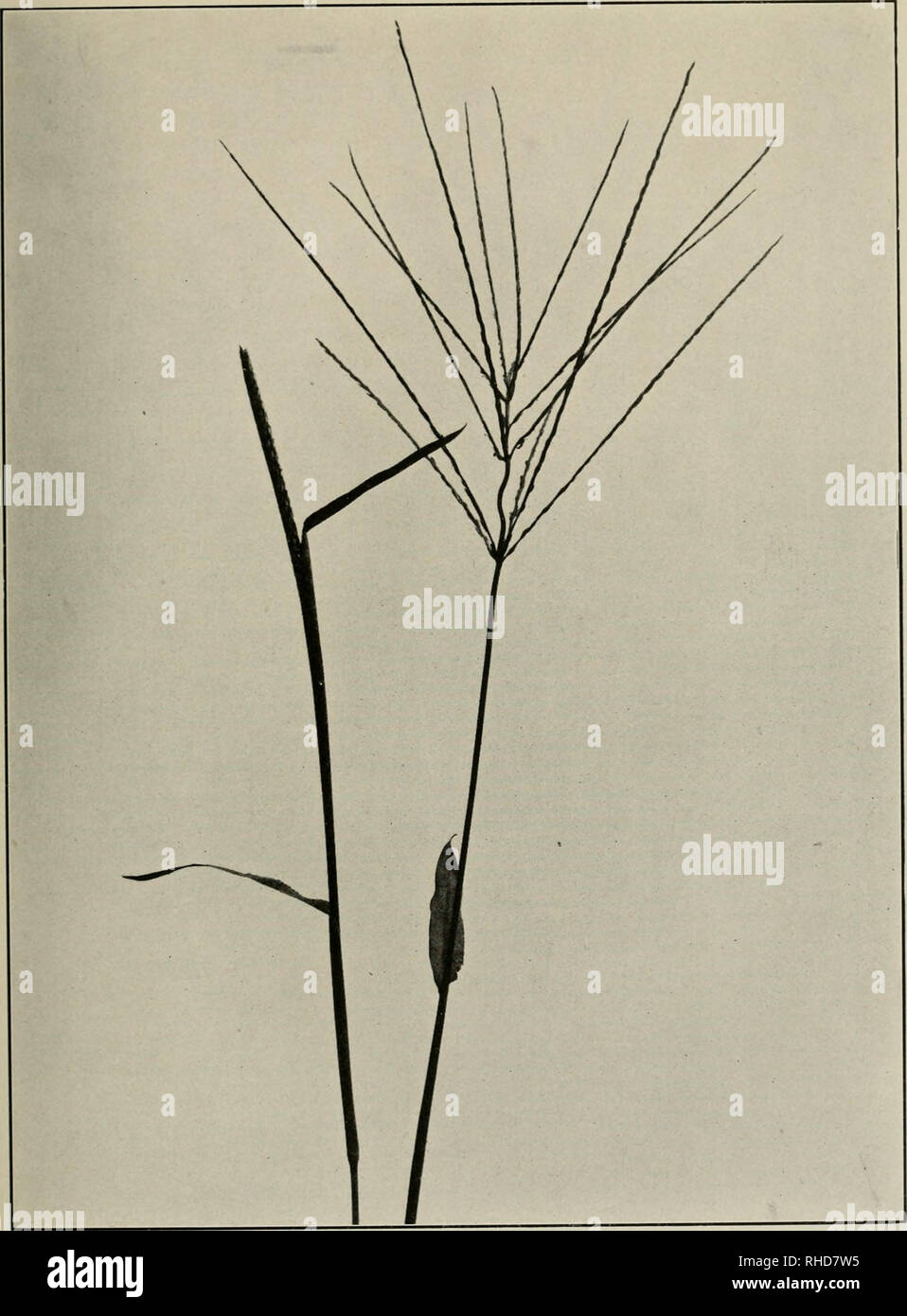. The book of grasses; an illustrated guide to the common grasses, and the most common of the rushes and sedges. . LARGE CRAB-GRASS {Digitaria sanguinalis) Three quarters natural size. Please note that these images are extracted from scanned page images that may have been digitally enhanced for readability - coloration and appearance of these illustrations may not perfectly resemble the original work.. Baker, Mary Francis, 1876-1941. Garden City, N. Y. , Doubleday, Page Stock Photo