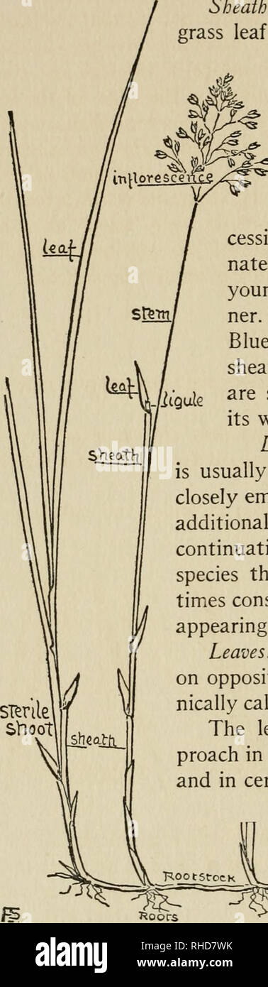 . The book of grasses; an illustrated guide to the common grasses, and the most common of the rushes and sedges. The Book of Grasses no part in such service, but if one notices grasses that have been beaten to earth by heavy showers, it will be seen that the lower nodes have lengthened on the side turned earthward, and that the stems are thereby bent upward at sharp angles. Sheaths.— The broad, basal portion of each ^rass leaf is known as the sheath, and, encir- cling the stem, is an important protection to the growing inter- node. Each sheath is usually split, or open, on the side oppo- site  Stock Photo