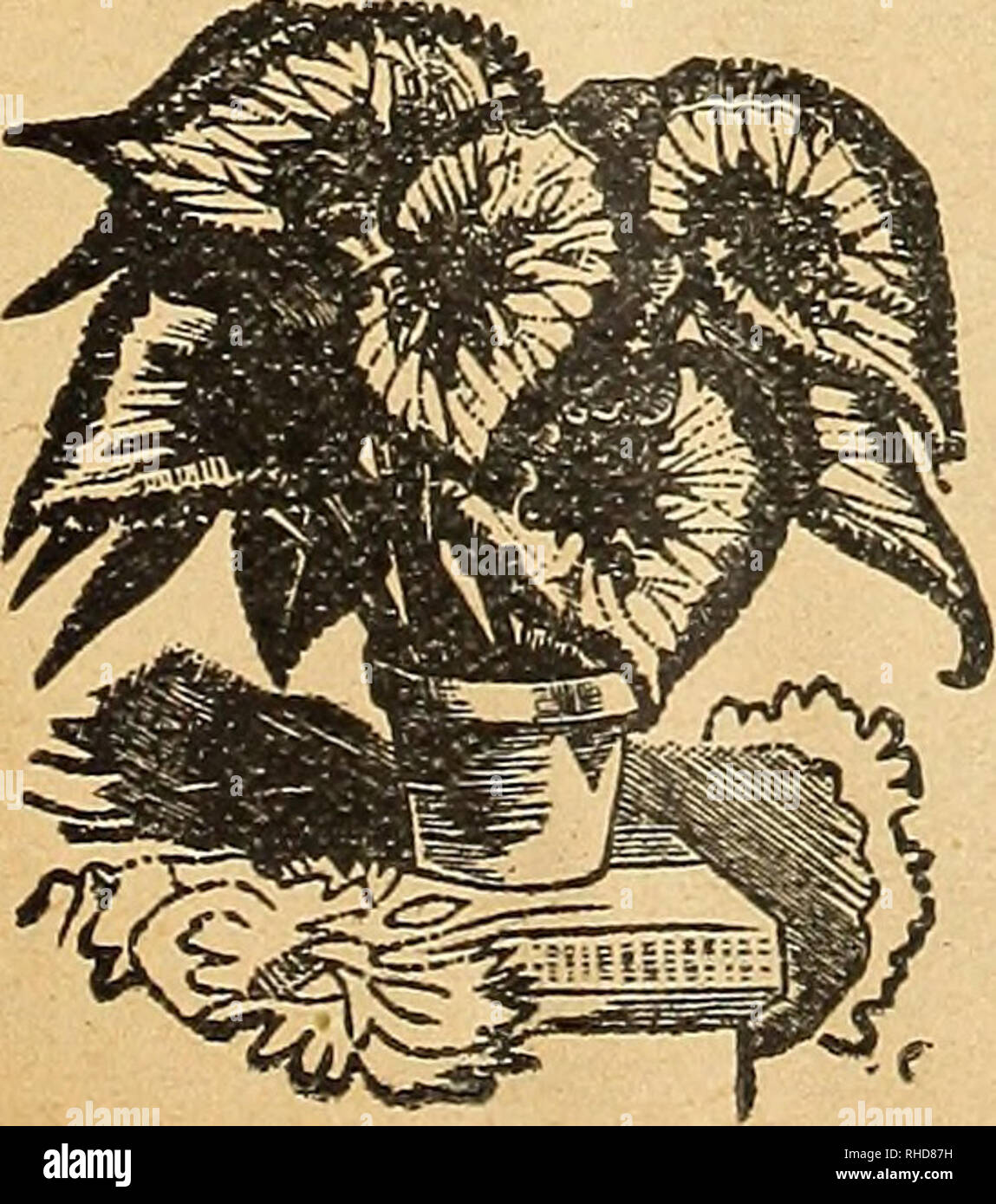 . Book of flowers from Miss Martha Hiser, seedswoman and florist. Seed industry and trade; Seeds; Flowers; Plants, Ornamental. BEAUTIFUL NEW FLOWERING BEGONIA, VESUVE Robusta—The stock, stem and under side of the leaf are la- dian red. the upper side of the leaf glossy olive green. The flowers are of a beautiful bright rose color. Rubra—Strong growing; heavy waxen leaves; coral colored flowers in panicles as large as your hand. Price, 10 cts. Sanderson.ii—Coral Begonia. The flowers are of a scarlet shade of crimson, borne in profusion. I/eaves slightly edged with scarlet. Price, 10 cents. Thur Stock Photo