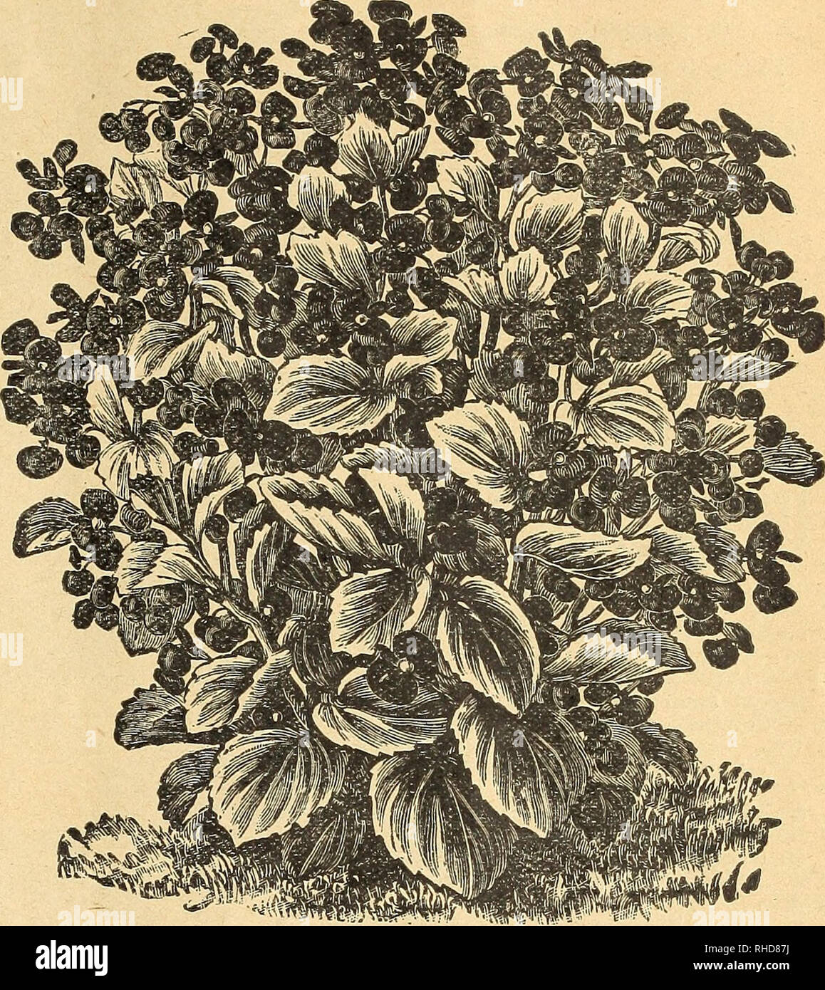 . Book of flowers from Miss Martha Hiser, seedswoman and florist. Seed industry and trade; Seeds; Flowers; Plants, Ornamental. SEEDSWOMAN AND FLORIST*. 29 BEGONIAS, FLOWERING VARIETIES. Argentea Guttatta—Leaves oblong in shape, of a purplish bronze color, white markings; white flowers. One of the hardiest varieties. Alba Picta Rosea—This is a seedling of Alba Picta crossed with Rubra. Foliage rich green, spot- ted with white, flowers on long, pendant stem simi- lar to Rubra. Color, delicate rose, very free flower- ing, very fine. Price, 10 cents each. Alba Perfecta —Identical with Rubra, excep Stock Photo