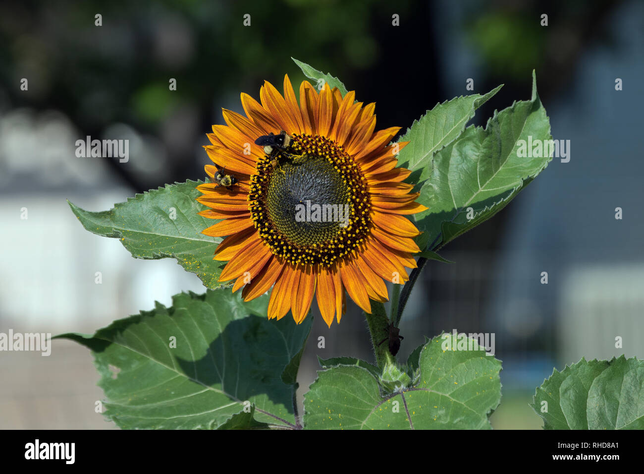 A couple of bumble bees work at gathering pollen from an orange sunflower with a defocused background. Stock Photo