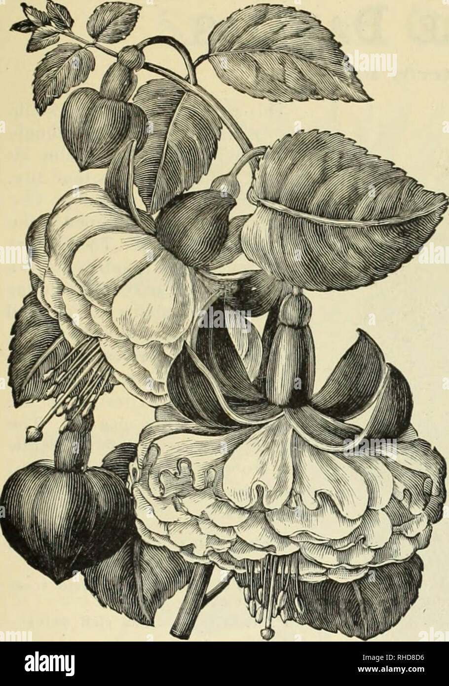 Book Of Flowers Plants And Seeds Flowers Catalogs Vegetables Catalogs Plants Ornamental Catalogs Nurseries Horticulture Pennsylvania Catalogs 27 Fuchsia Storm King Otber Good Fuchsias Fuchsias Three Most Popular Varieties Stor N King Book Of Flowers Plants And Seeds Flowers Catalogs Vegetables Catalogs Plants Ornamental Catalogs Nurseries Horticulture Pennsylvania Catalogs 27 Fuchsia Storm King Otber Good Fuchsias Fuchsias Three Most Popular Varieties Stor N King