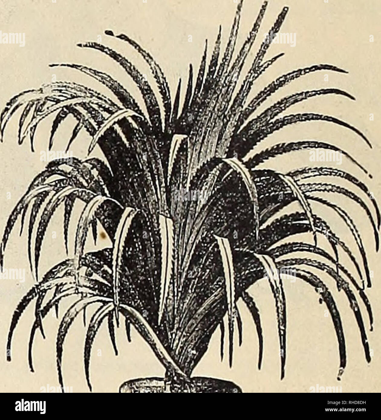 . Book of flowers, plants, and seeds. Flowers, Catalogs; Vegetables, Catalogs; Plants, Ornamental, Catalogs; Nurseries (Horticulture), Pennsylvania, Catalogs. (Fan Palm.) The most valuable of the fan Palms growth. Adapted to all decora- live purposes, either within or without doors. Fine for window or house culture. Should be in every collection. 75 cts. and $1 each ; fine specimens, f 1.50 to $2.50 PAXDA]?i}US UTII^IS. A splendid decorative plant, commonly called &quot; Screw Pine &quot; from the peculiarspiral arrange- ment of the leaves on the stem. As the plants grow older, they become mos Stock Photo