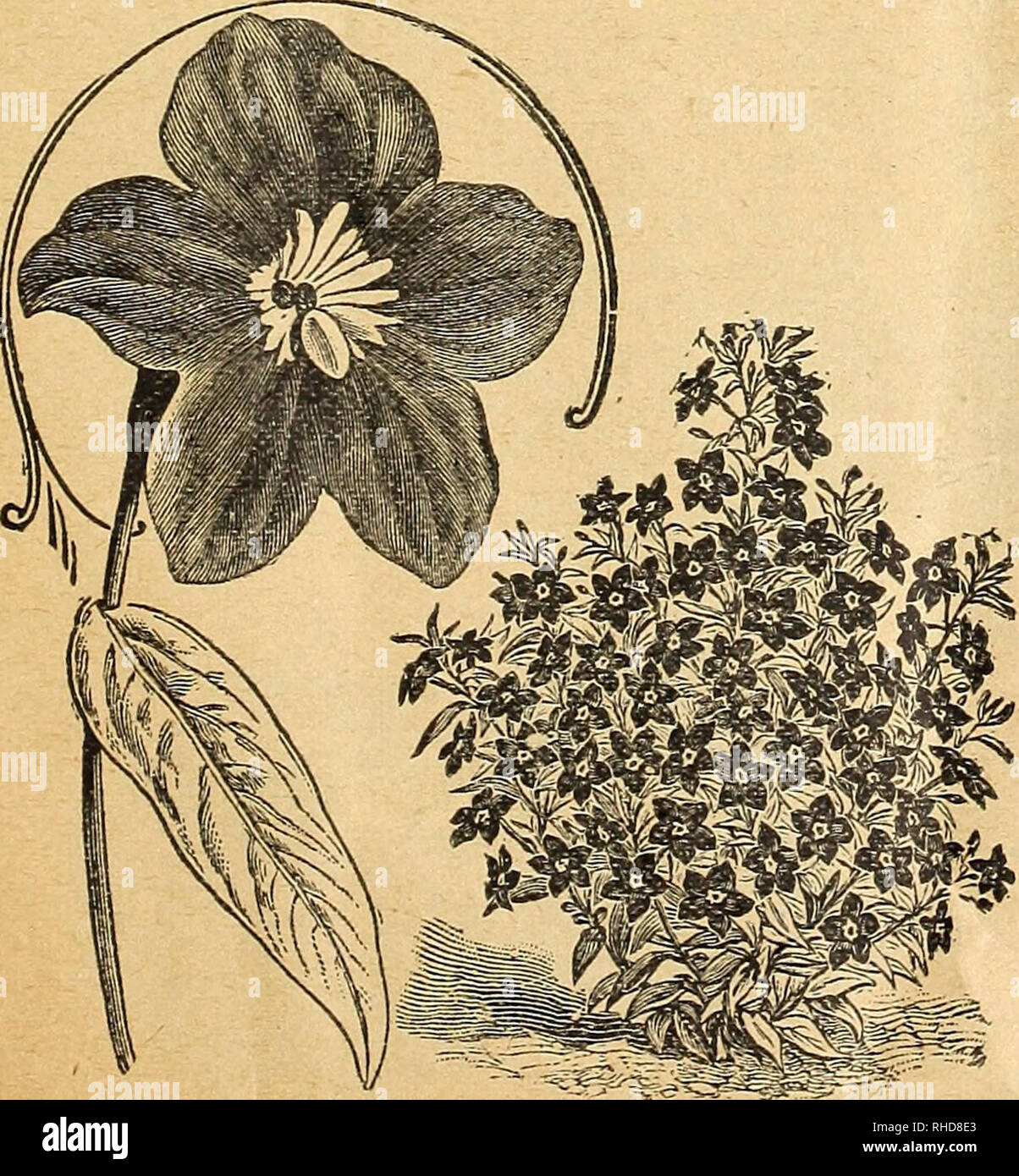 . Book of flowers from Miss Martha Hiser, seedswoman and florist. Seed industry and trade; Seeds; Flowers; Plants, Ornamental. ASPARAGUS SPRENGERI Aconitum â(Monkshood.) Free growing plants for bor- ders or windows. Hardy. Mixed colors, pkt 3 cts. Anemone Coronaria, Mixed âLarge, saucer-shaped flowers of many colors. Showy, hardy plants, pkt 3 cts. Arabis AlpinaâOne of the earliest of all Spring flowers; spreading tufts with pure white flowers, pkt 5 cts. Asparagus SprengeriâOne of the best plants to grow in suspended baskets, for greenhouse or for out doors in the Sum- mer. The fronds frequen Stock Photo