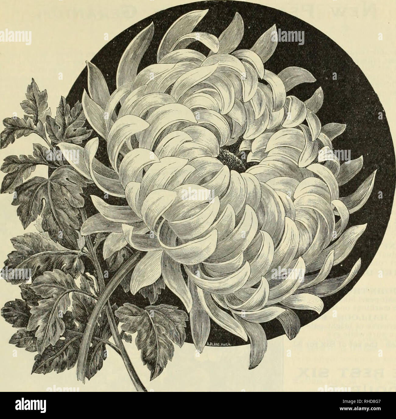 Book Of Flowers Plants And Seeds Flowers Catalogs