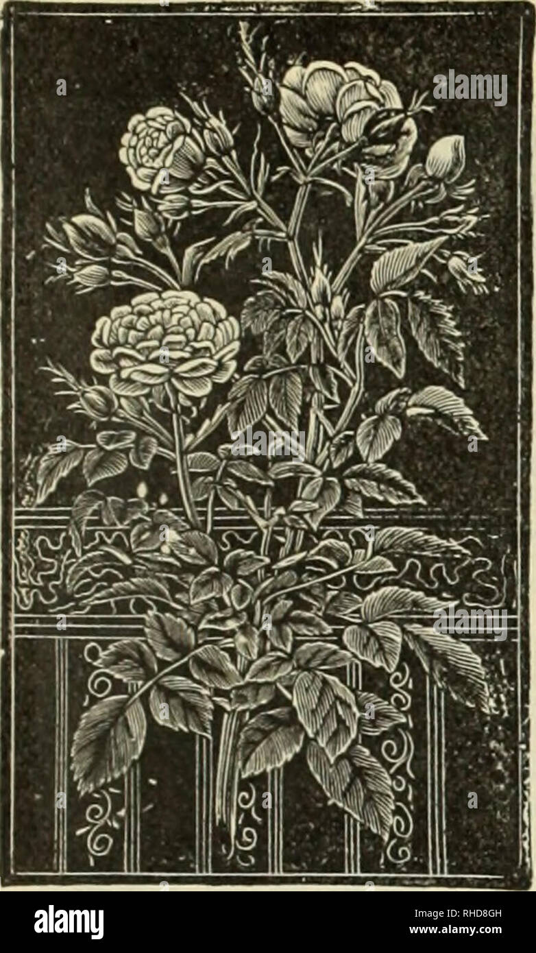 . Book of flowers, plants, and seeds. Flowers, Catalogs; Vegetables, Catalogs; Plants, Ornamental, Catalogs; Nurseries (Horticulture), Pennsylvania, Catalogs. Book of Flowers, Plants and Seeds. Everblooming Polyantha, Fairy or Miniature Roses.. POLYANTHA ROSE. A class of roses of much value for bedding purposes, as they form a mass of bloom. They are of dwarf habit, and are continuously in flower during the entire season. Tlie flowers are produced in numerous clusters; the single flowers are about inches across. They are truly everbloomhig, and we wish to recommend them as the best plant for c Stock Photo