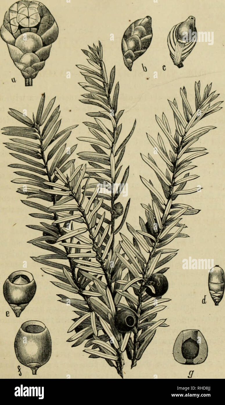 . The book of evergreens. A practical treatise on the Coniferæ, or cone-bearing plants. Conifers. THE YKW SUB-FAMILY. 873. Fig. 61.—TAXUS BACCATA, VAR. CANADENSIS.. Please note that these images are extracted from scanned page images that may have been digitally enhanced for readability - coloration and appearance of these illustrations may not perfectly resemble the original work.. Hoopes, Josiah, 1832-1904. New York : Orange Judd &amp; company Stock Photo