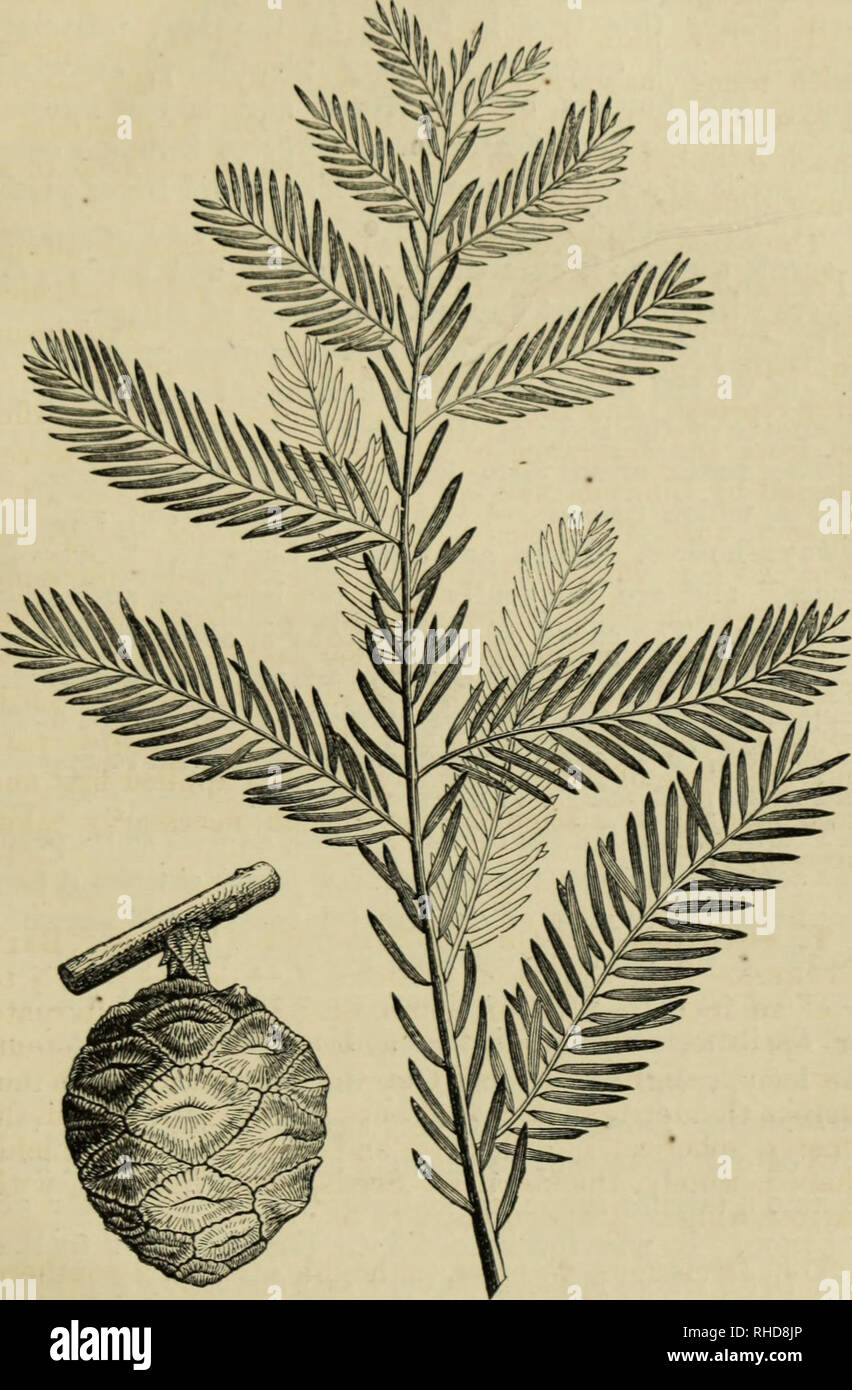 . The book of evergreens. A practical treatise on the Coniferæ, or cone-bearing plants. Conifers. THE CYrilESS SUB-FAMILY. 3C5. FiiT. 58.—TAXODIUM DISTICHUM.. Please note that these images are extracted from scanned page images that may have been digitally enhanced for readability - coloration and appearance of these illustrations may not perfectly resemble the original work.. Hoopes, Josiah, 1832-1904. New York : Orange Judd &amp; company Stock Photo