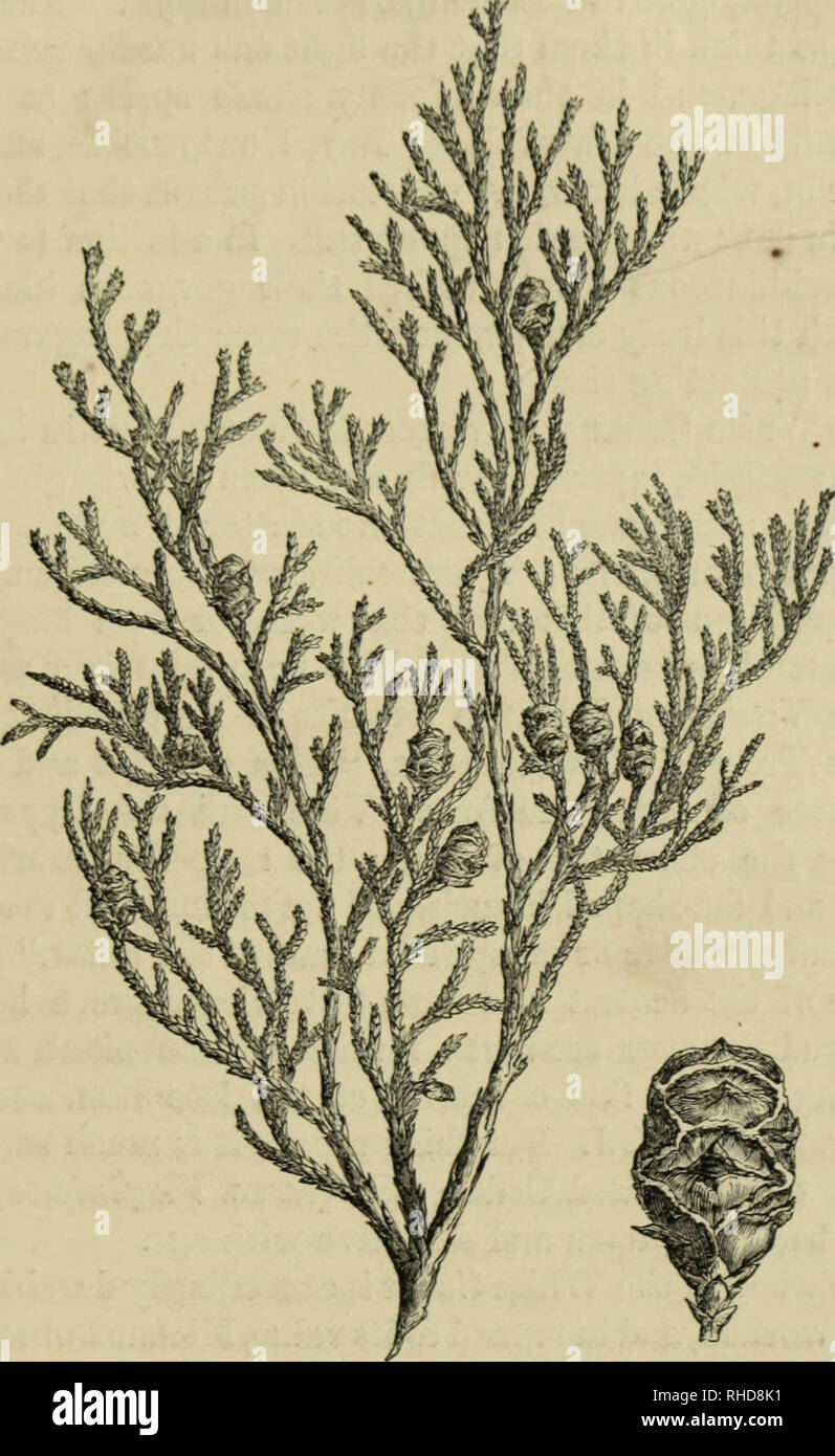 . The book of evergreens. A practical treatise on the Coniferæ, or cone-bearing plants. Conifers. THE cyrREss sub-family. 847 ity, soon covering the vast tracts of swampy soil in tho maritime districts. It is frequently seen associated with. Fig. 55.—cuPRESSus thtoides. the Deciduous Cypress, {Taxodlum dlstlcJmm^ Sour Gum, {Nyssa multiflora^) and Red Maple, {Acer ruhrum^) and forming dense and almost impenetrable masses of foliage,. Please note that these images are extracted from scanned page images that may have been digitally enhanced for readability - coloration and appearance of these ill Stock Photo