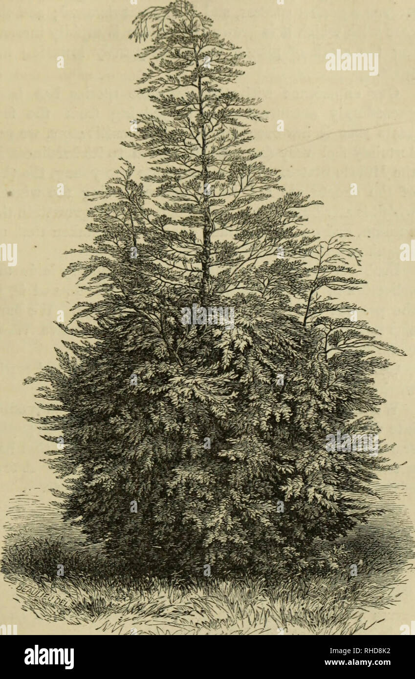 . The book of evergreens. A practical treatise on the Coniferæ, or cone-bearing plants. Conifers. TUE CYPKK^S SUB-FAMILY. 343. : &quot;7^:^' Fig. 53.—cupRESsus lawsoniana.—from a photograph op a speci- men, 14 FEET HIGH, IN THE AUTHOR'S COLLECTION.. Please note that these images are extracted from scanned page images that may have been digitally enhanced for readability - coloration and appearance of these illustrations may not perfectly resemble the original work.. Hoopes, Josiah, 1832-1904. New York : Orange Judd &amp; company Stock Photo
